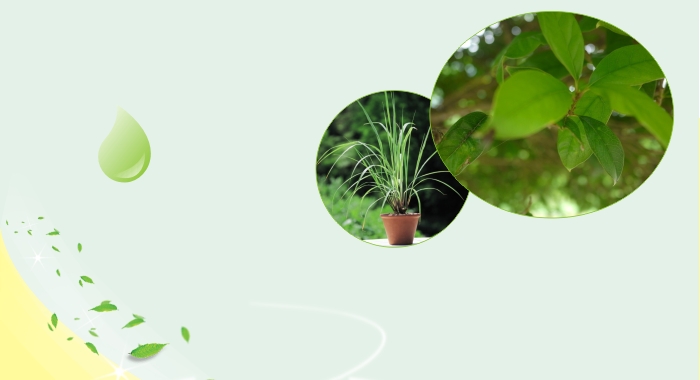 同花顺（中国）户外驱蚊贴采用植物精油驱蚊配方，独特的缓释技术